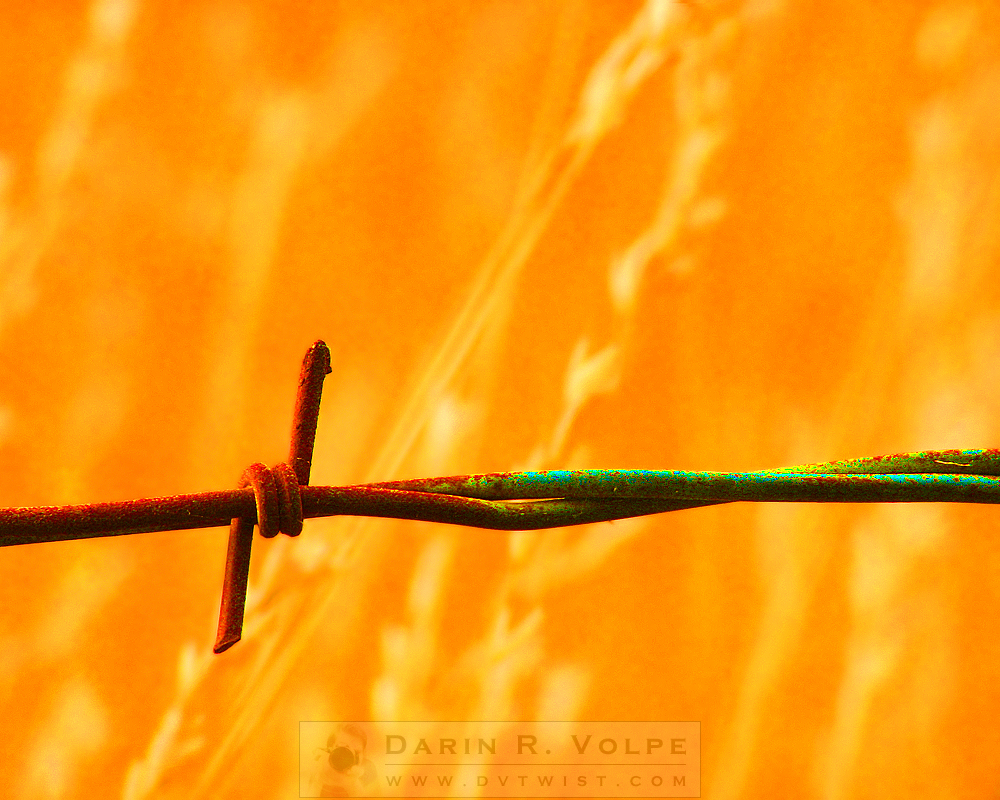 "Devil's Rope" [Barbed Wire Fence In Atascadero, Califorinia]