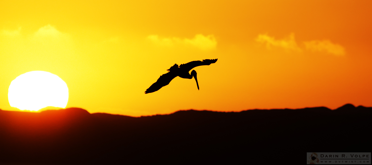 "The End of the Day" [Brown Pelican at Sunset in Morro Bay State Park, California]