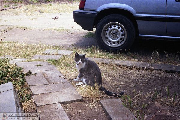 Khan - My cat and the first photo I ever took