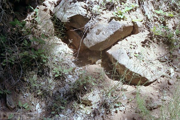 Squirrel at Zion National Park