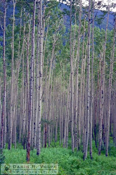 Aspen Trees - Utah or Colorado, 1989