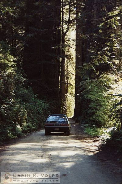 Redwoods, Northern California 1990