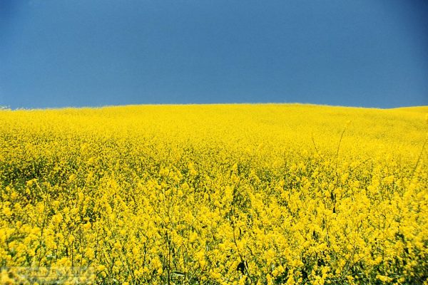 Mustard Field on Old Creek Rd. Between Cayucos and Highway 46 - 1991