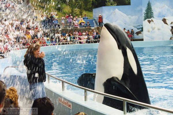 "Shamu" at Seaworld Vallejo - 1992