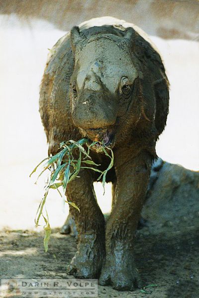 San Diego Zoo - 1992