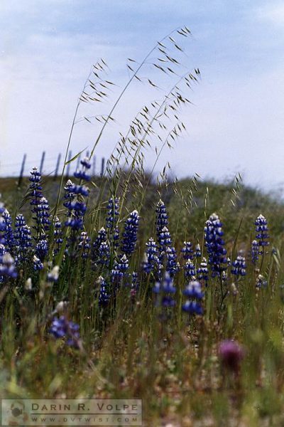 San Luis Obispo County - 1993