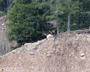 A goat at Goat Lick Overlook, Glacier National Park