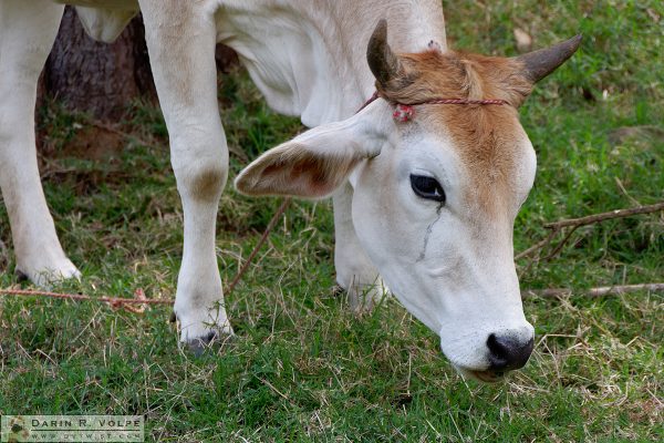 Cow in Caragral, Costa Rica.