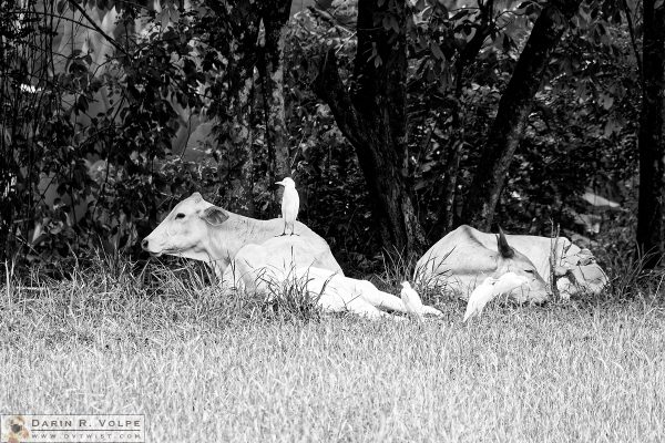 Cattle Egrets in Costa Rica