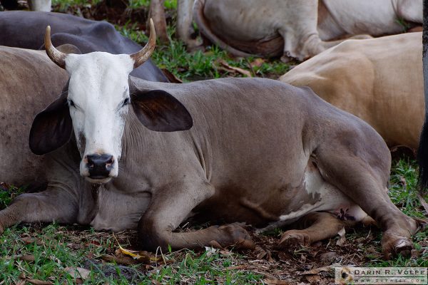 Cow on Rt. 301, Costa Rica.