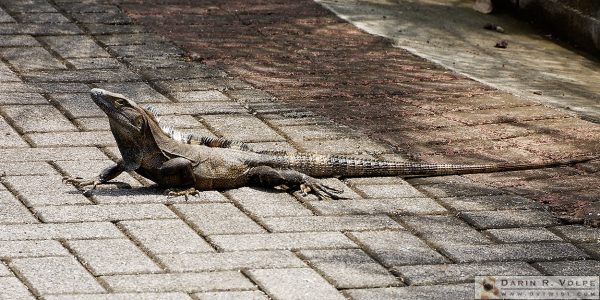 An iguana in Jaco, Costa Rica.
