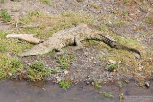American Crocodile at Crocodile Bridge, Costa Rica.