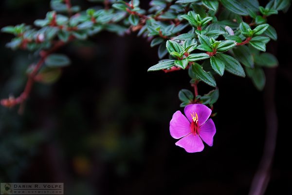 "Flower on the Volcano" [Escolonia Flower at Parque Nacional Volcan Poas, Costa Rica]