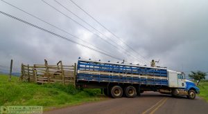 Unloading the cattle truck in Costa Rica.
