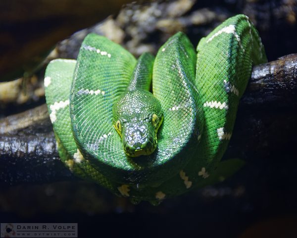 "Hangin' Out" [Emerald Tree Boa at California Academy of Sciences, San Francisco, California]