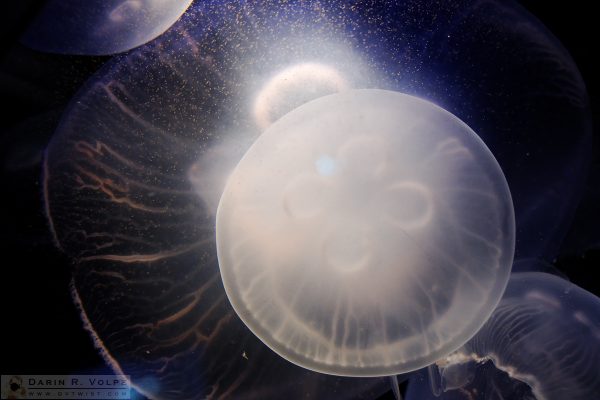 "Inner Space" [Moon Jellyfish in Aquarium of the Pacific, Long Beach, California]