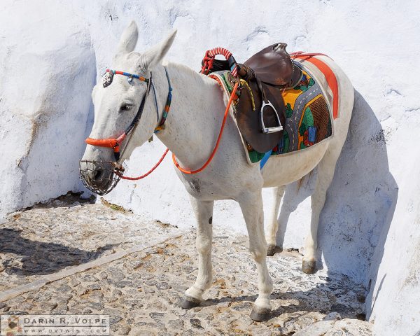 "Get Your Ass Against the Wall!" [Donkey in Fira, Santorini, Greece]