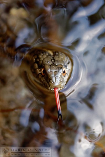 "Sampling the Air" [Western Terrestrial Garter Snake in Kings Canyon National Park, California]
