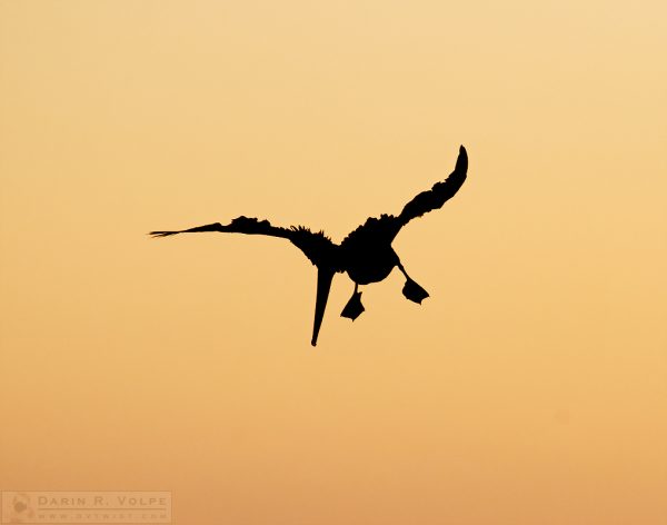 Bad Feather Day -- Brown Pelican Silhouette in Morro Bay, California