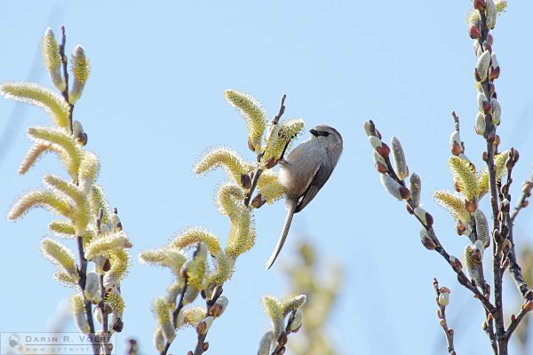 "Hanging On" [Bushtit at Oso Flaco Lake in Oceano Dunes State Vehicular Recreation Area, California]