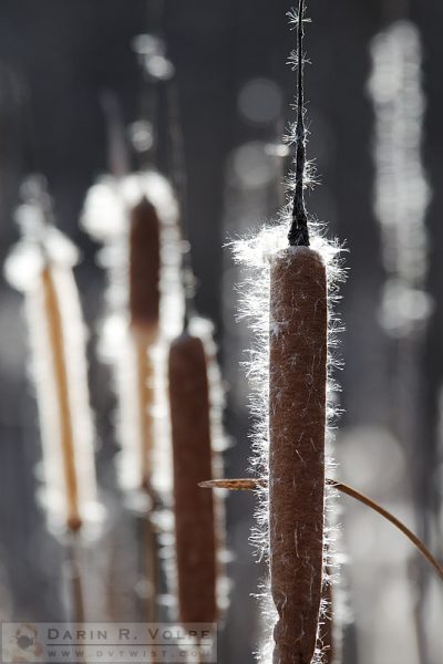 Corn Dog Grass -- Cattails at Santa Margarita Lake, Santa Margarita, California