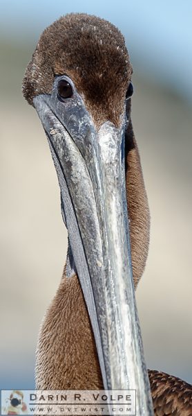 "Hey Baby, Wanna Neck?" [Brown Pelican in Avila Beach, California]