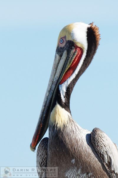 "Ol' Blue Eyes is Back" [Brown Pelican in Port San Luis, California]