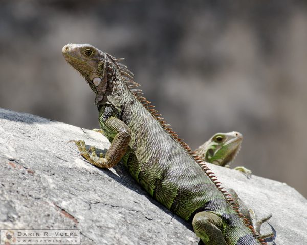 "Pssst....Back Here!" [Two Green Iguanas at San Juan National Historic Site, Puerto Rico]