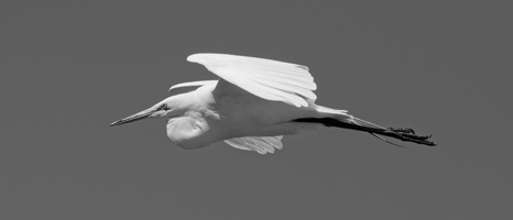 Featured Collection: Beautiful Egrets
