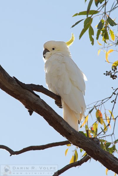 "Who's That Cockatoo?" [Sulfur Crested Cockatoo in New South Wales, Australia]