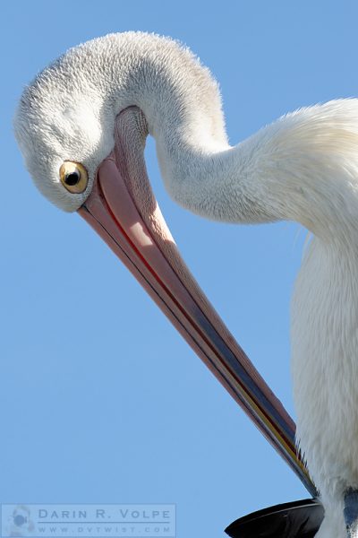 "I'm a Harp!" [Australian Pelican in New South Wales, Australia]