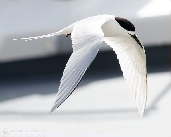 "Black and White" [White-Fronted Tern in Port Chalmers, New Zealand]