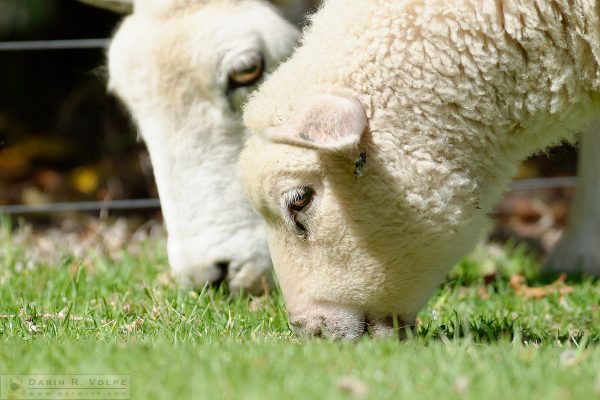 "Losing Ground" [Sheep and Cow in Tauranga, New Zealand]