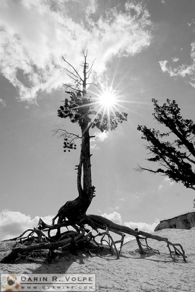 "Thirst" [Pinyon Tree in Bryce Canyon National Park, Utah]