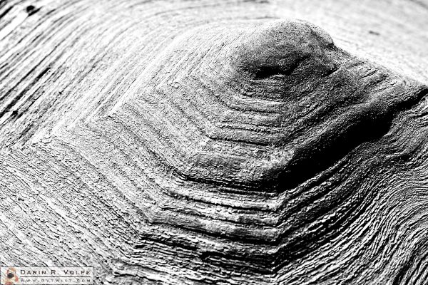 "Pyramid" [Aldabra Tortoise Shell in Charles Paddock Zoo, Atascadero, California]