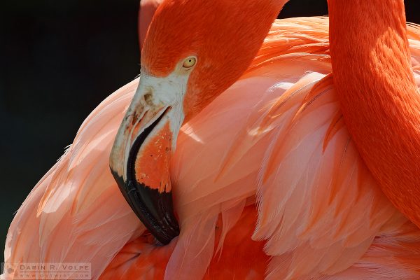 "That's the Spot" [American Flamingo at Charles Paddock Zoo in Atascadero, California]