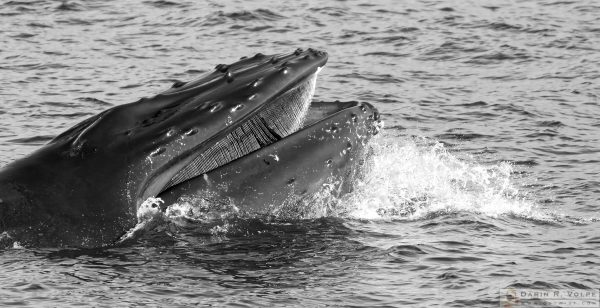"The One That Got Away" [Humpback Whale at Avila Beach, California]