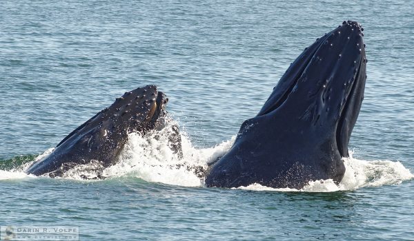 "Join Me For Lunch?" [Humpback Whales at Avila Beach, California]