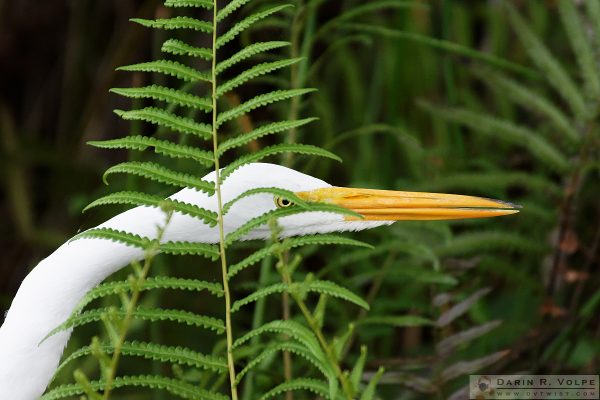 "Peering Through the Ferns" [Great Egret in Everglades National Park, Florida]