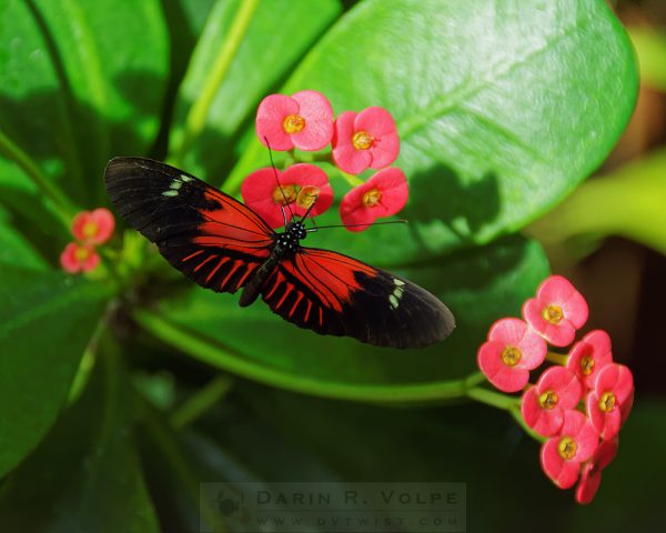 "Red" [Postman Butterfly at Key West Butterfly and Nature Conservatory, Key West, Florida]