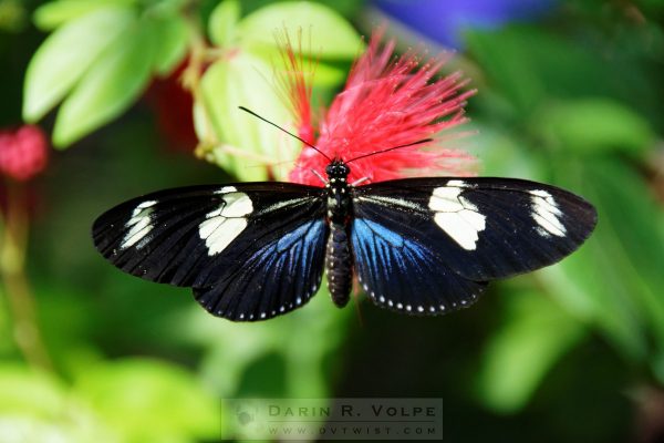 "Technicolor" [Longwing Doris Butterfly at Key West Butterfly And Nature Conservatory, Florida]