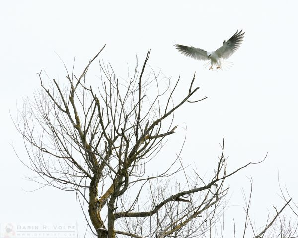 "Coming In for a Landing" [White Tailed Kite at San Luis National Wildlife Refuge, California]