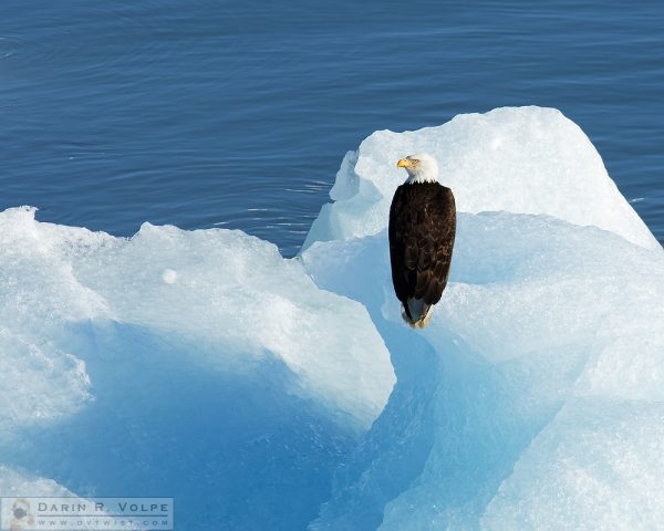 "Cold Feet" [Bald Eagle on an Iceberg in Disenchantment Bay, Alaska]