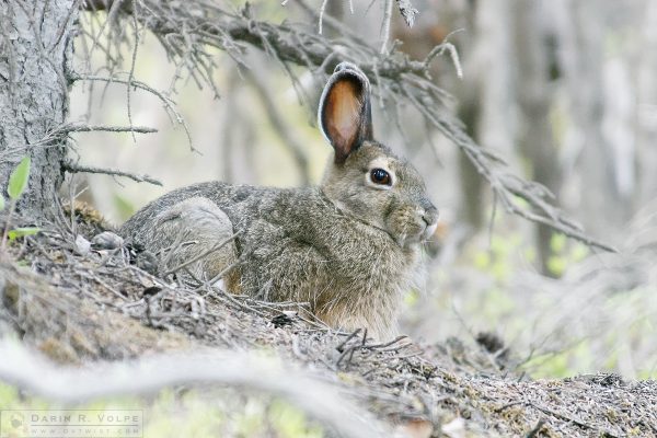 "A Little Gray Hare" [Snowshoe Hare in Denali National Park, Alaska]