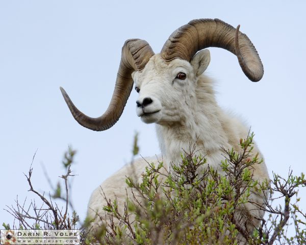 "Hello Dally!" [Dall Sheep in Denali Naitonal Park, Alaska]