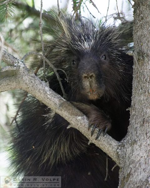 "Not As Cuddly As I Look" [North American Porcupine in Kenai National Wildlife Refuge, Alaska]