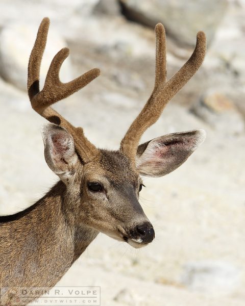 "Velvet" [Black-Tailed Deer in Lassen Volcanic National Park, California]