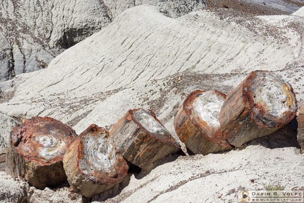 "At the Triassic Sawmill" [Petrified Tree in Petrified Forest National Park, Arizona]