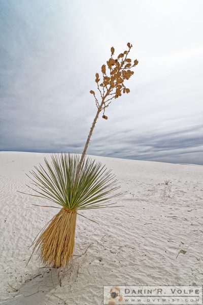 "Hula Yucca" [Soaptree Yucca in White Sands National Monument, New Mexico]