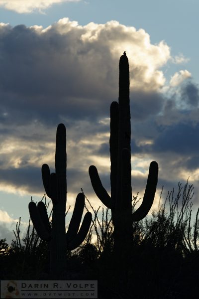 "Standing Watch" [Bird on Saguaro Cactus in Saguaro National Park, Arizona]